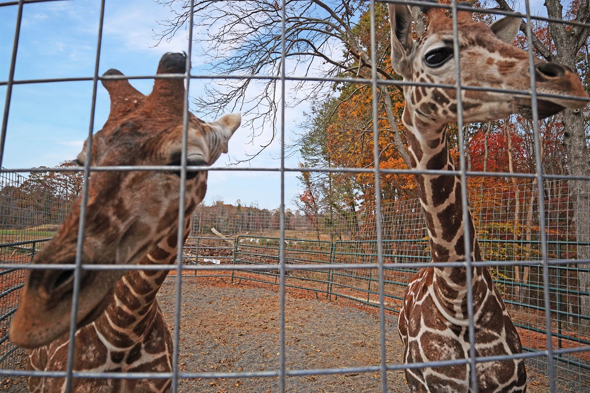 Reach new heights with our graceful giraffes! Get ready for an unforgettable wildlife adventure.