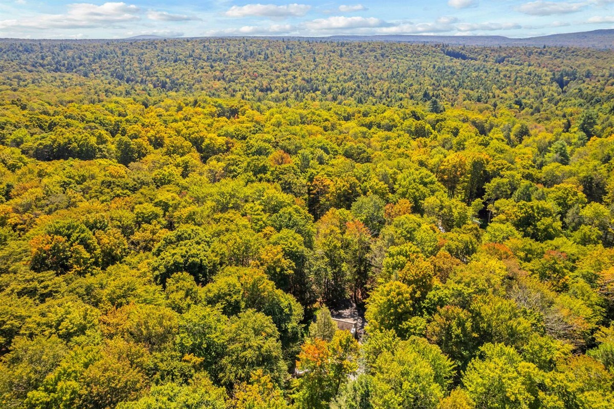 Aerial View of the Pine Cabin and Surrounding Woods