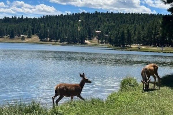 Deer at Monte Verde Lake in Angel Fire