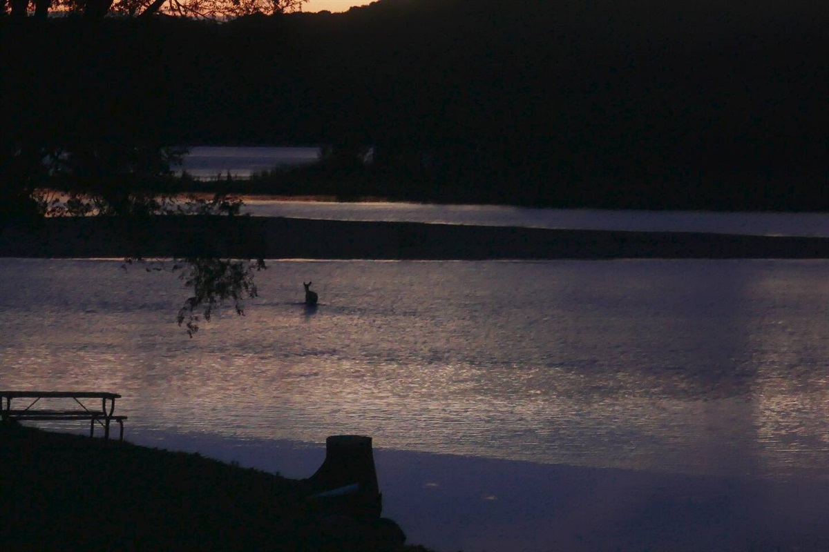 It is very common to see deer out in the water, especially at dusk and dawn