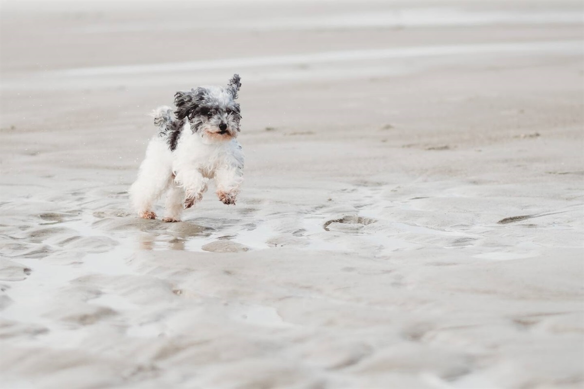 Our rescue toy poodle, Jack