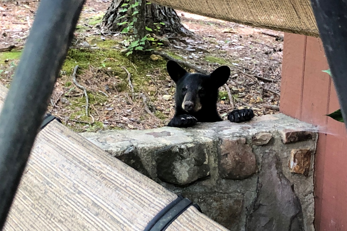 BEAR CUB 2 @ BEAR CORNER CHALET