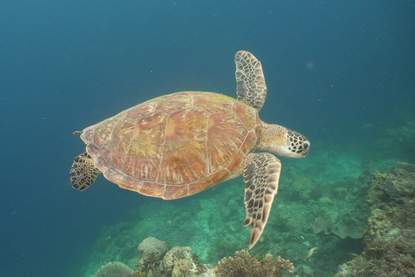 Honu (Hawaiian for turtle)