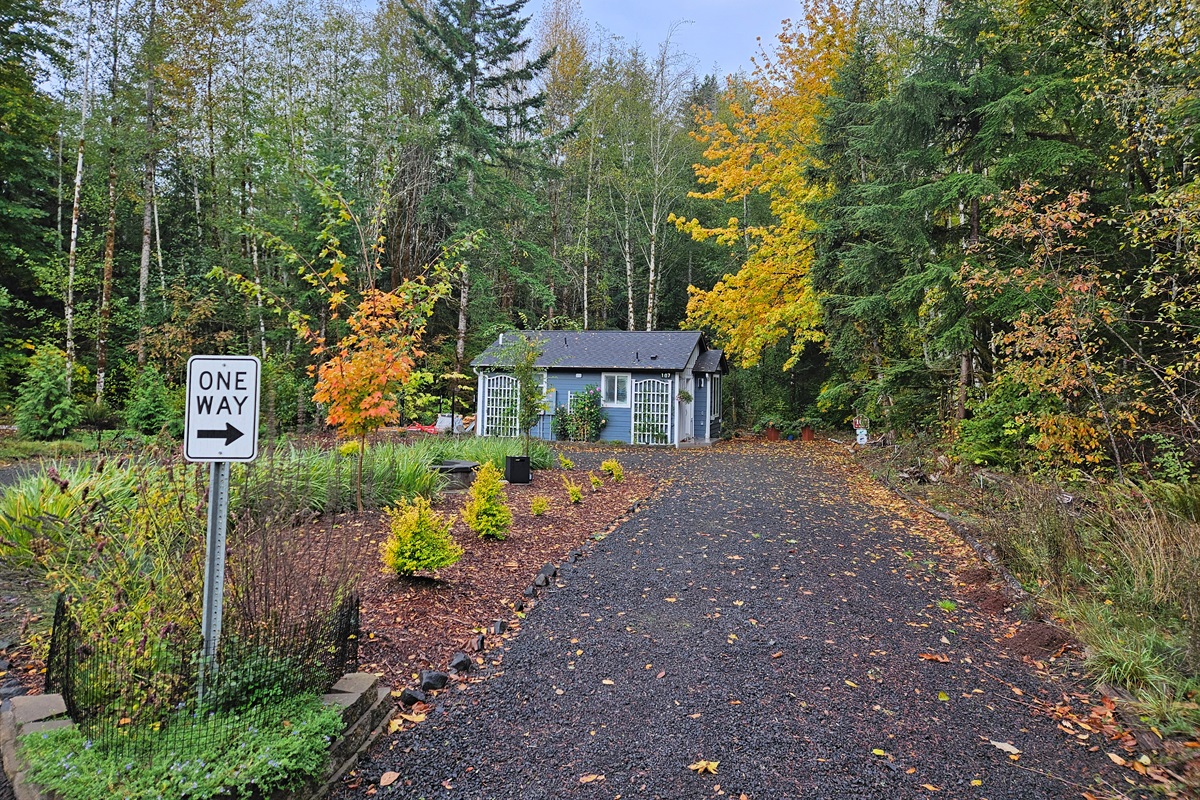 Fall color at Alder Falls, with the yellowing of the Big Leaf Maples and the bronzing, then reddening, of the sugar maples.