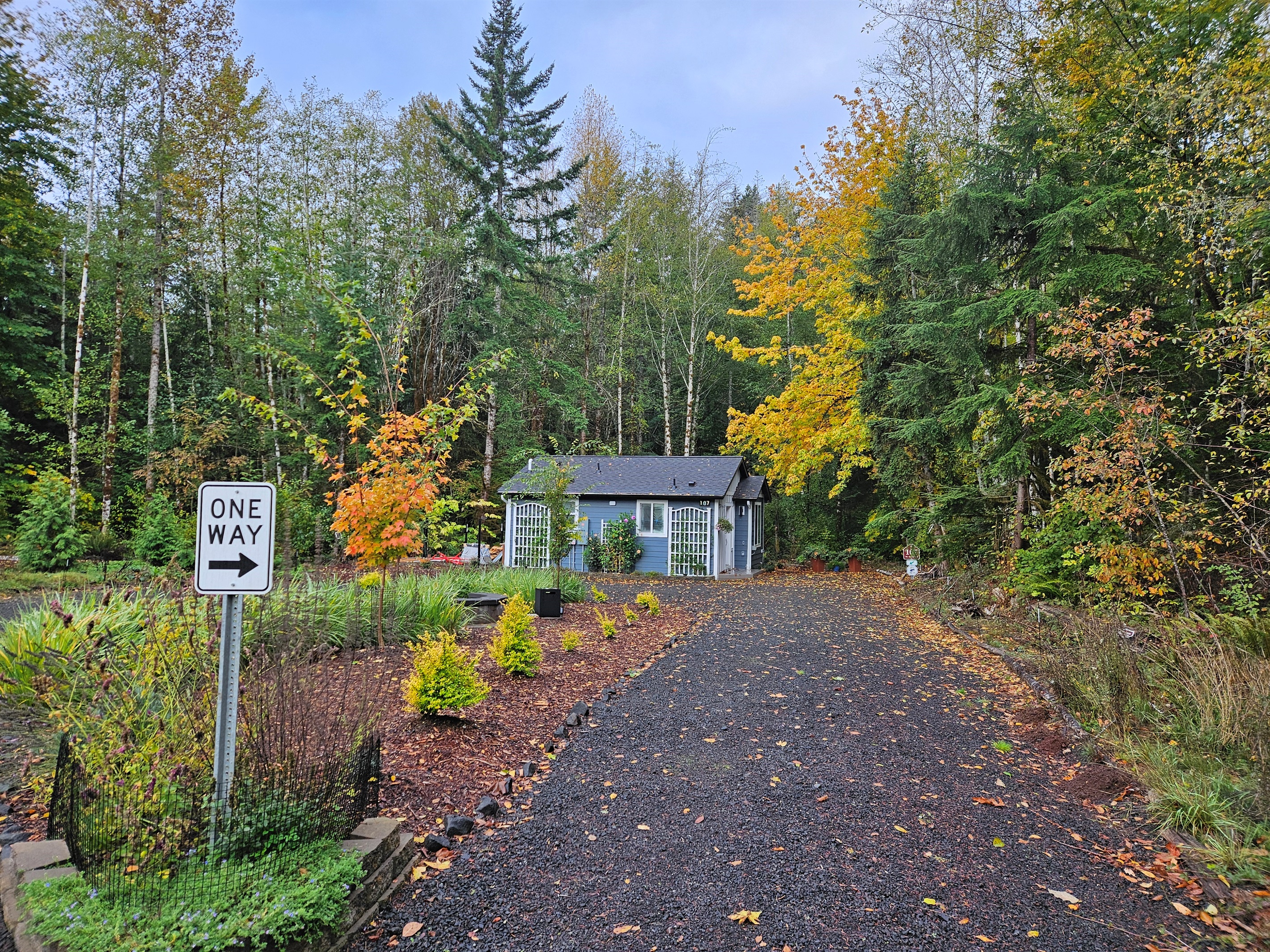 Fall color at Alder Falls, with the yellowing of the Big Leaf Maples and the bronzing, then reddening, of the sugar maples.
