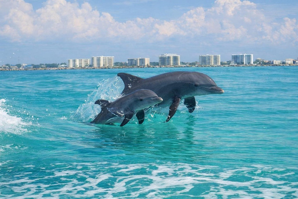 Dolphin cruises. Local-area attraction or activity; off-property and not included with your stay.