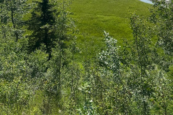 Our neighborhood has a nature trail where moose and bald eagles can often be found.