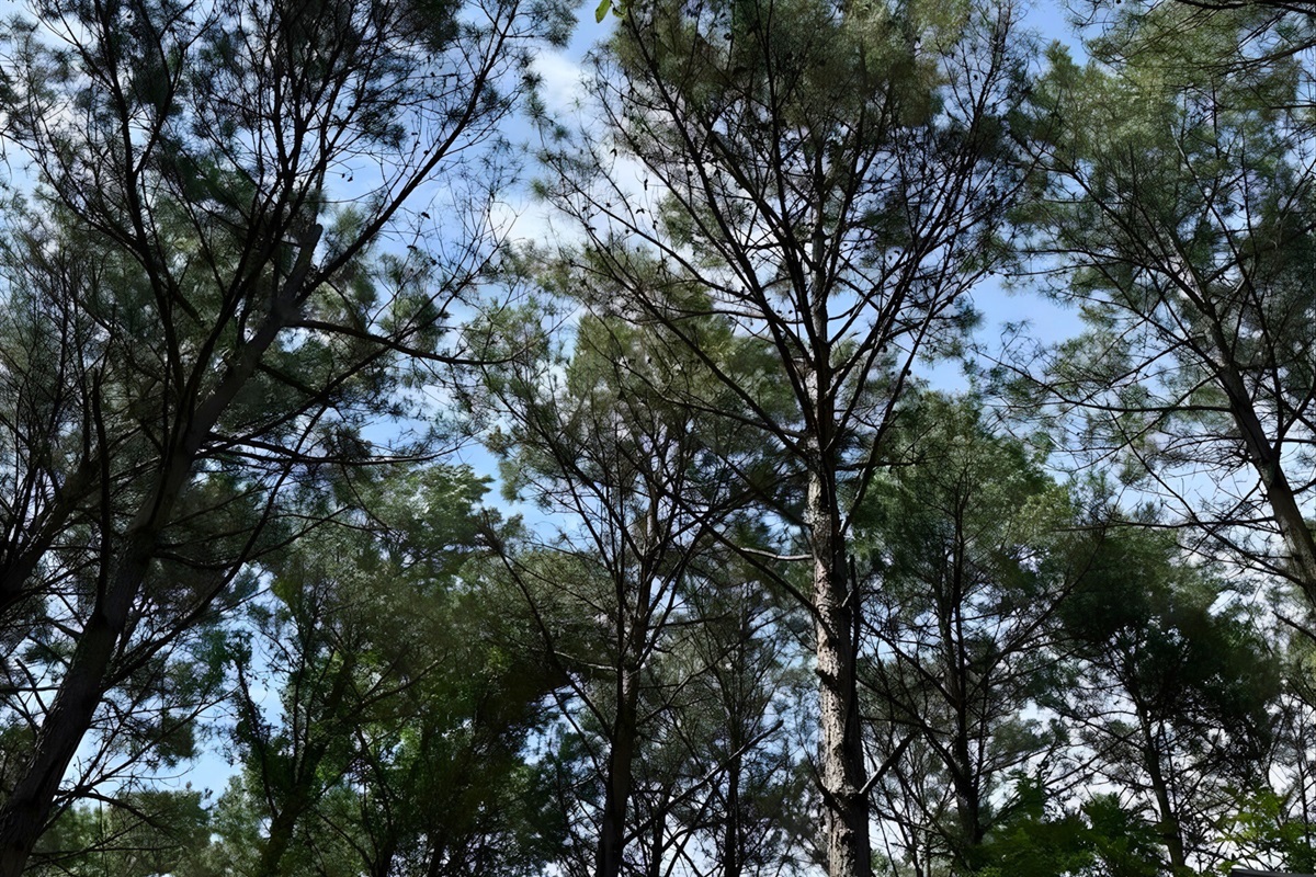 Immerse yourself in the beauty of towering trees and peaceful forest trails