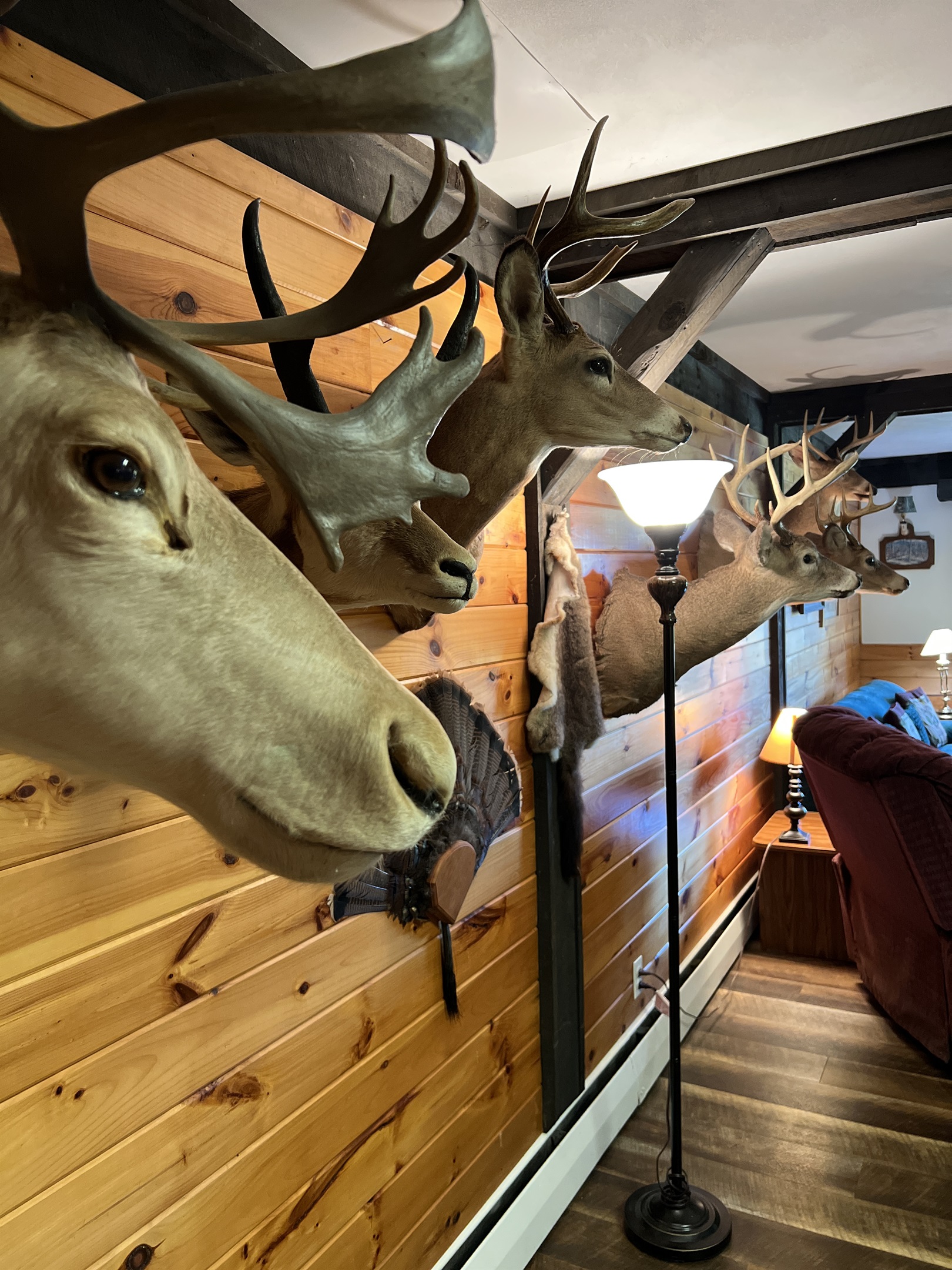 Small collection of wildlife