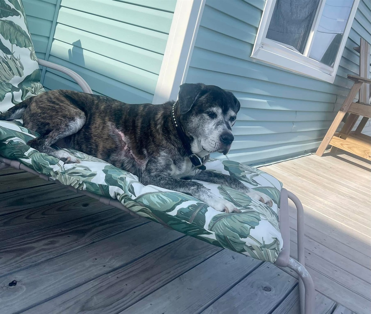 Lucky relaxing at Lucky’s Lookout