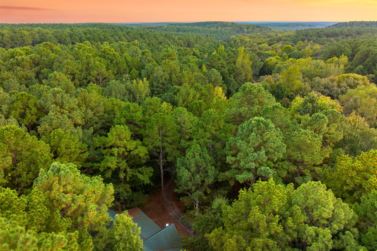 Tucked away beneath the canopy — complete privacy and forest views in every direction.