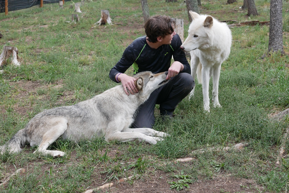 A guest favorite!  The Colorado Wolf & Wildlife Center in Divide, usually requires a reservation.