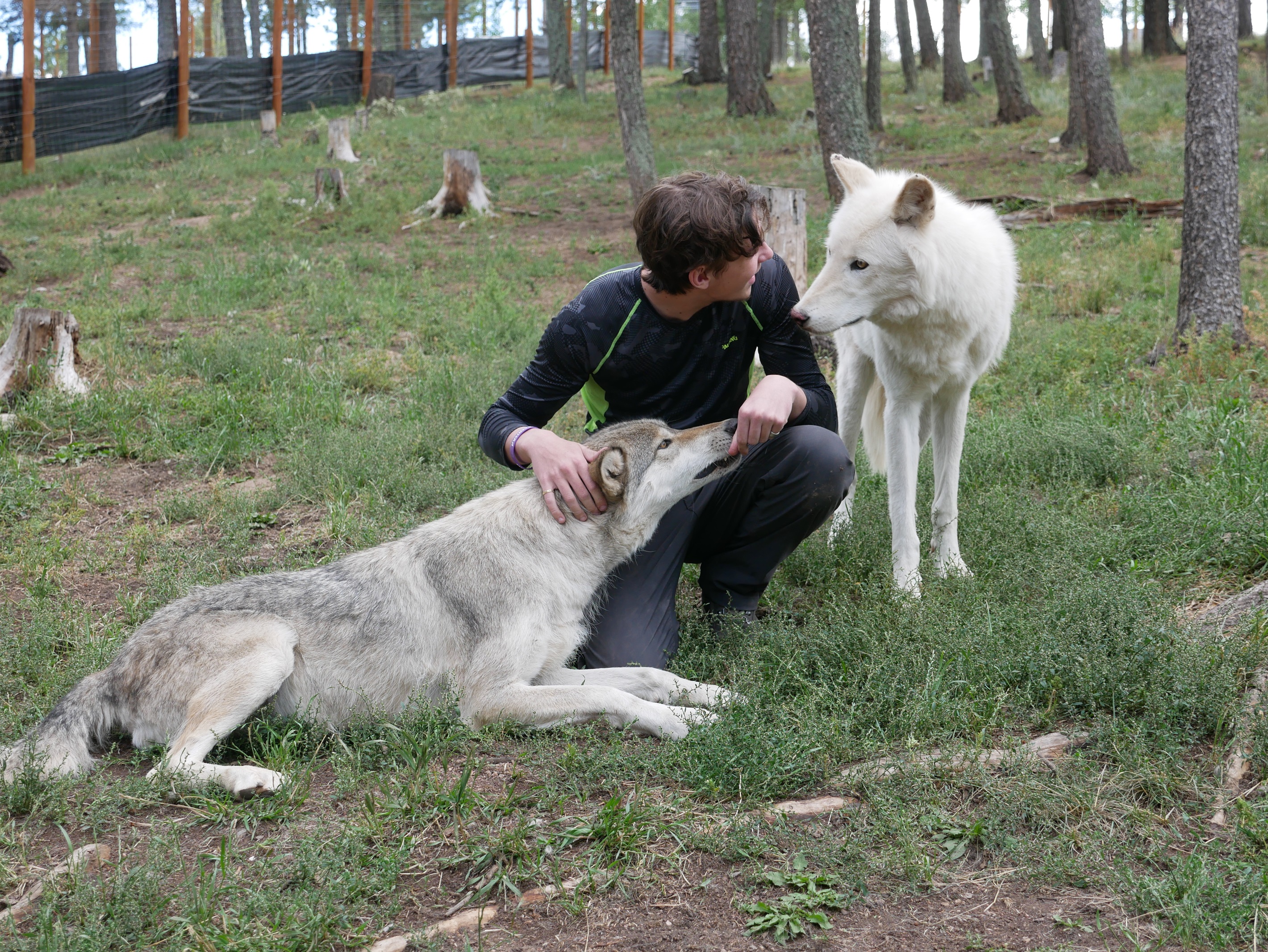 A guest favorite!  The Colorado Wolf & Wildlife Center in Divide, usually requires a reservation.