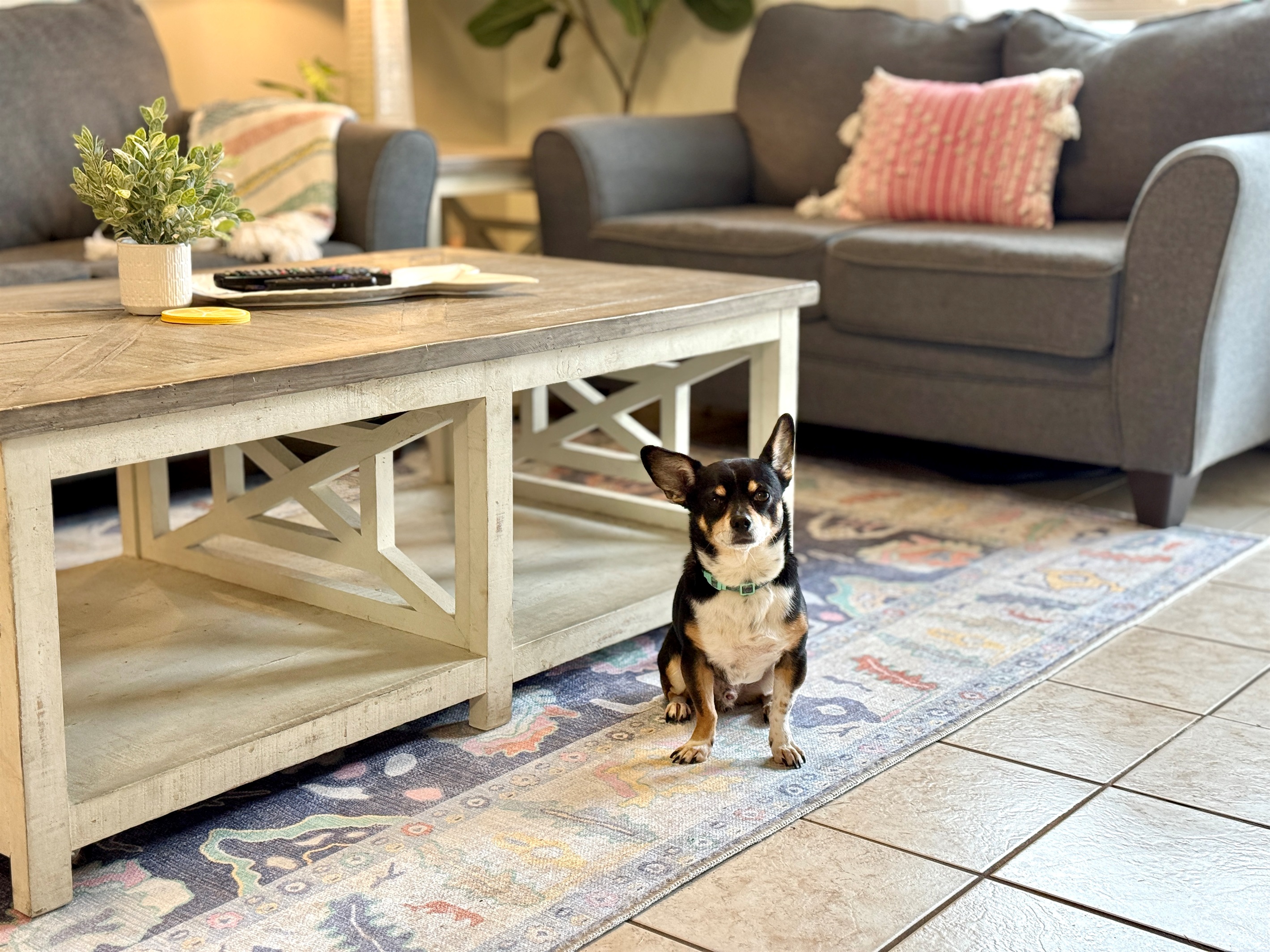 We're dog friendly! (with pet fee)