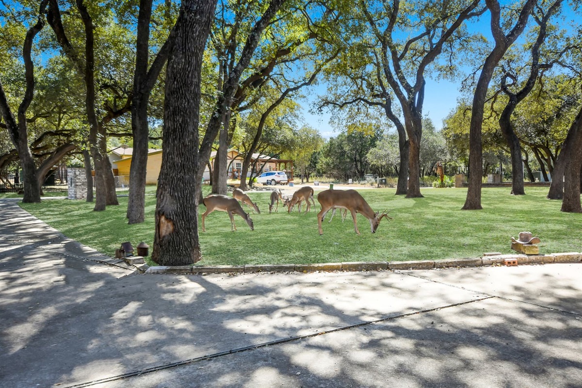 Where the Deer and the Antelope Play