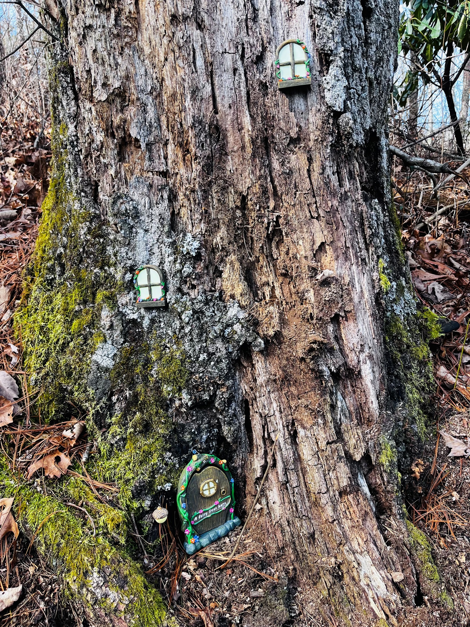 You might find some fairy doors on the Enchanted Forest Trail.