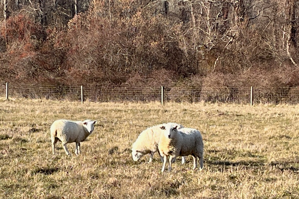 Peterson’s Farm is only a 10 minute walk through the woods from the house!