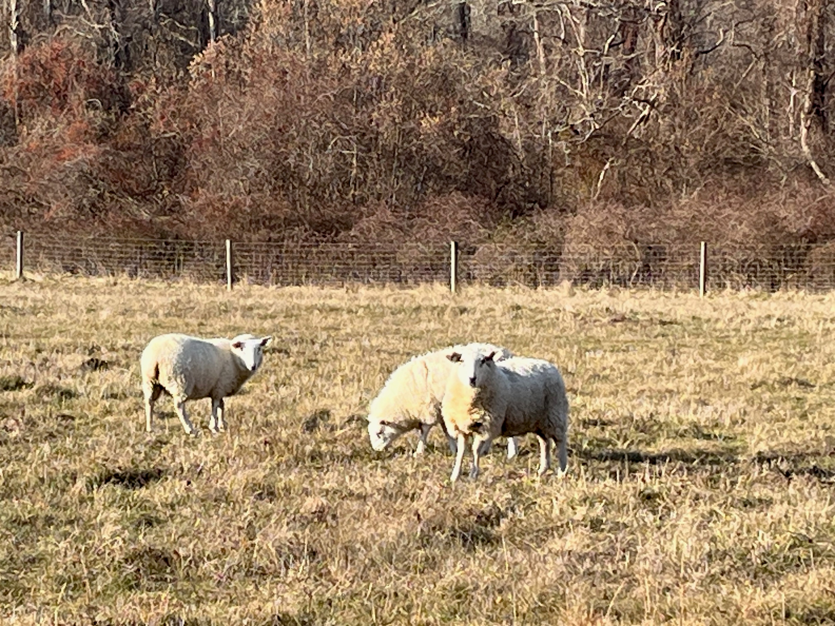 Peterson’s Farm is only a 10 minute walk through the woods from the house!