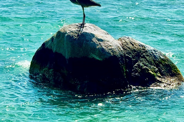 Enjoy Aruba's wildlife in the air and in the ocean!