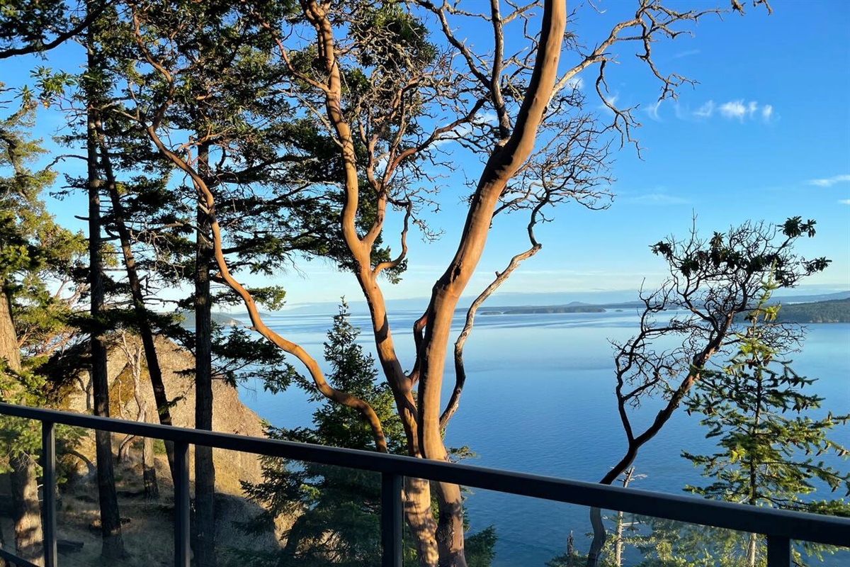 Arbutus Tree from deck