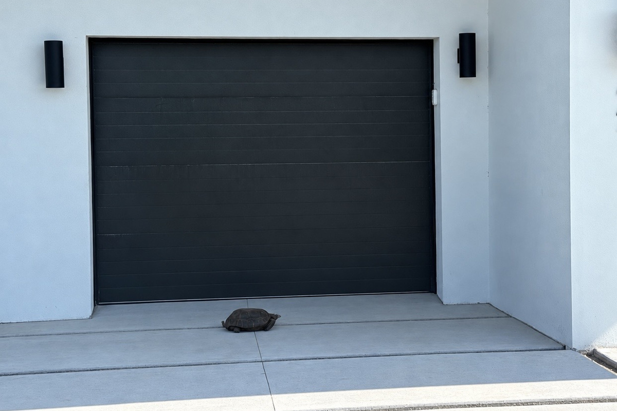 Gopher turtles around property