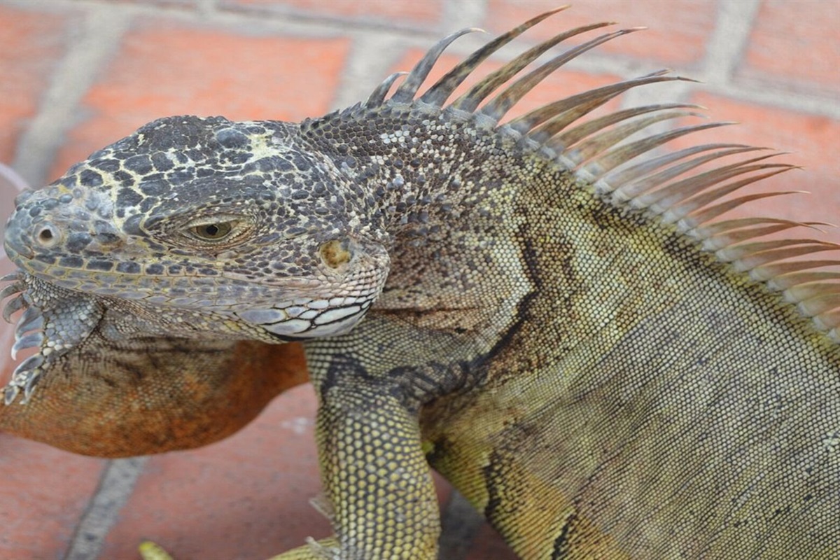 Fun
 @ Buganvilias Vacation OWNER Club, Vacation Travel Exclusives