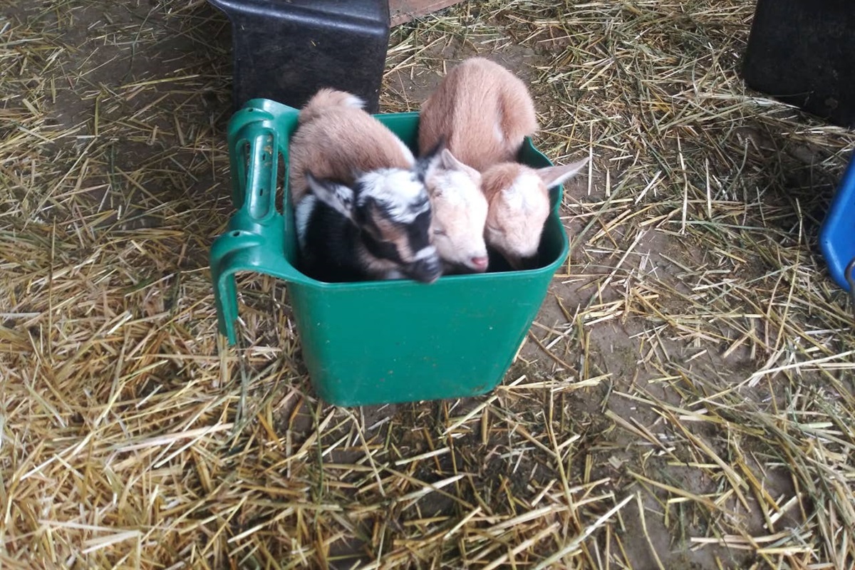 Bucket of baby goats, anyone?