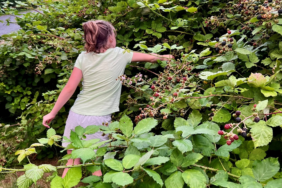 One of the host family's favorite island activities is blackberry picking! If you are fortunate enough to visit the island during peak season (August), you will enjoy an incredible bounty. Don't forget your pie crusts!