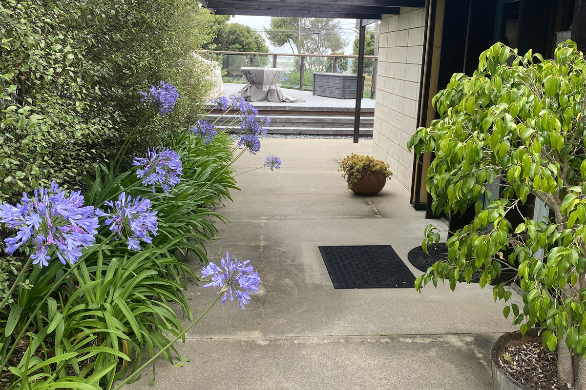 Looking towards the ocean - greenery has filled in