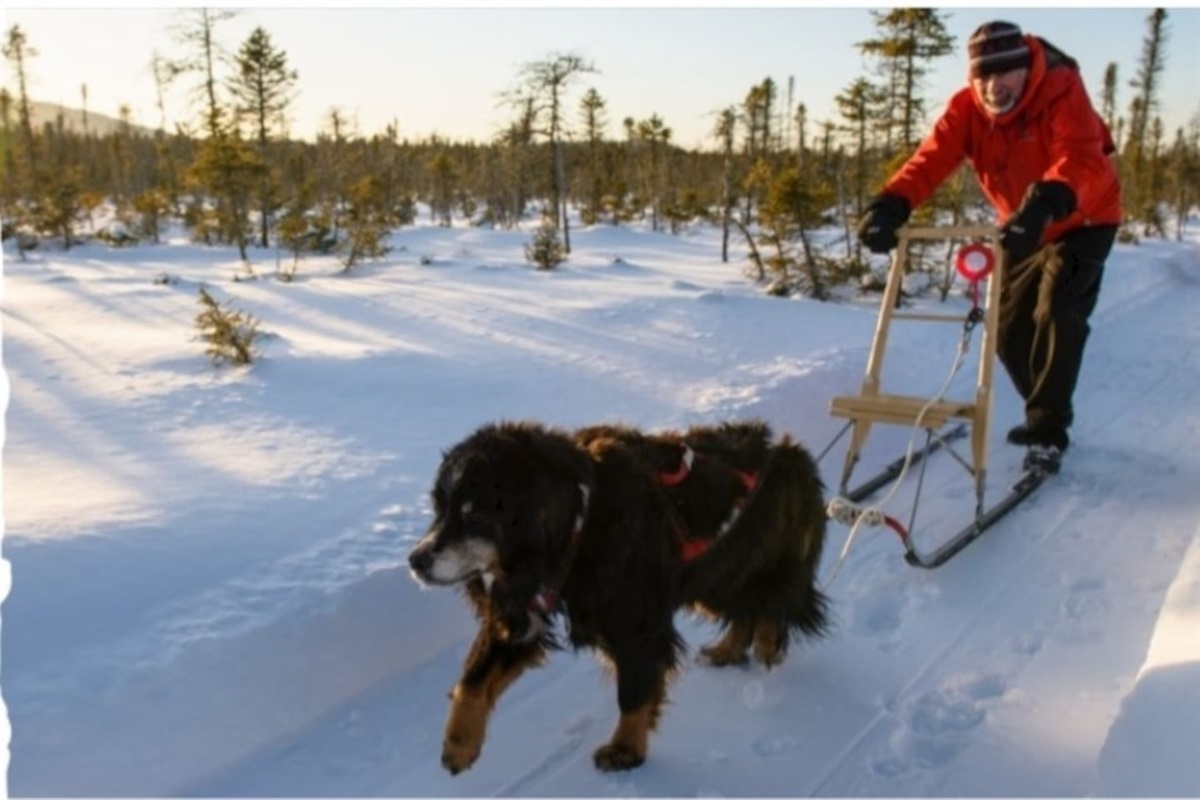 Au Parc des Appalaches, la trottinette des neiges peut se pratiquer seule ou encore avec un ou deux chiens. Pas besoin d'un Husky ou d'un chien spécifiquement entraîné pour pratiquer cette activité.