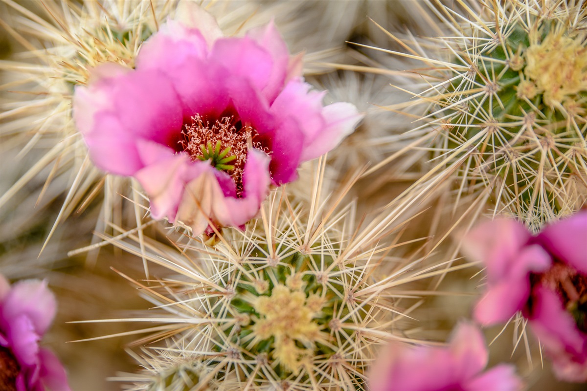 Colorful desert cactus flowers highlighting the unique Southwest landscape of Sedona.