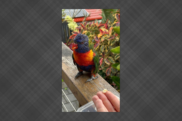 We have some regular hungry visitors that fly in from the neighbouring national forest that we fed when we lived here.