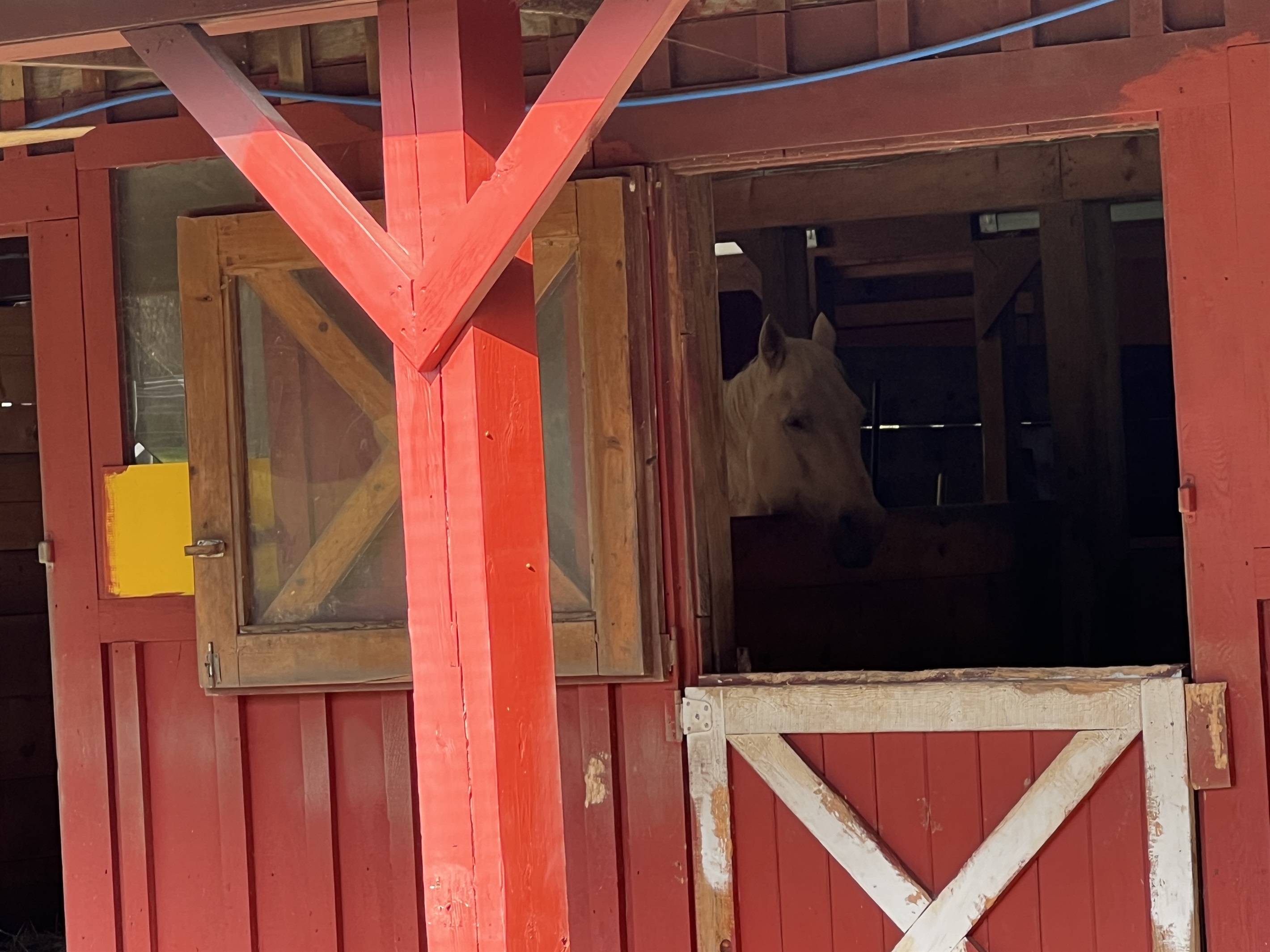 Horse Haven Happy horse peeking out from the stall.