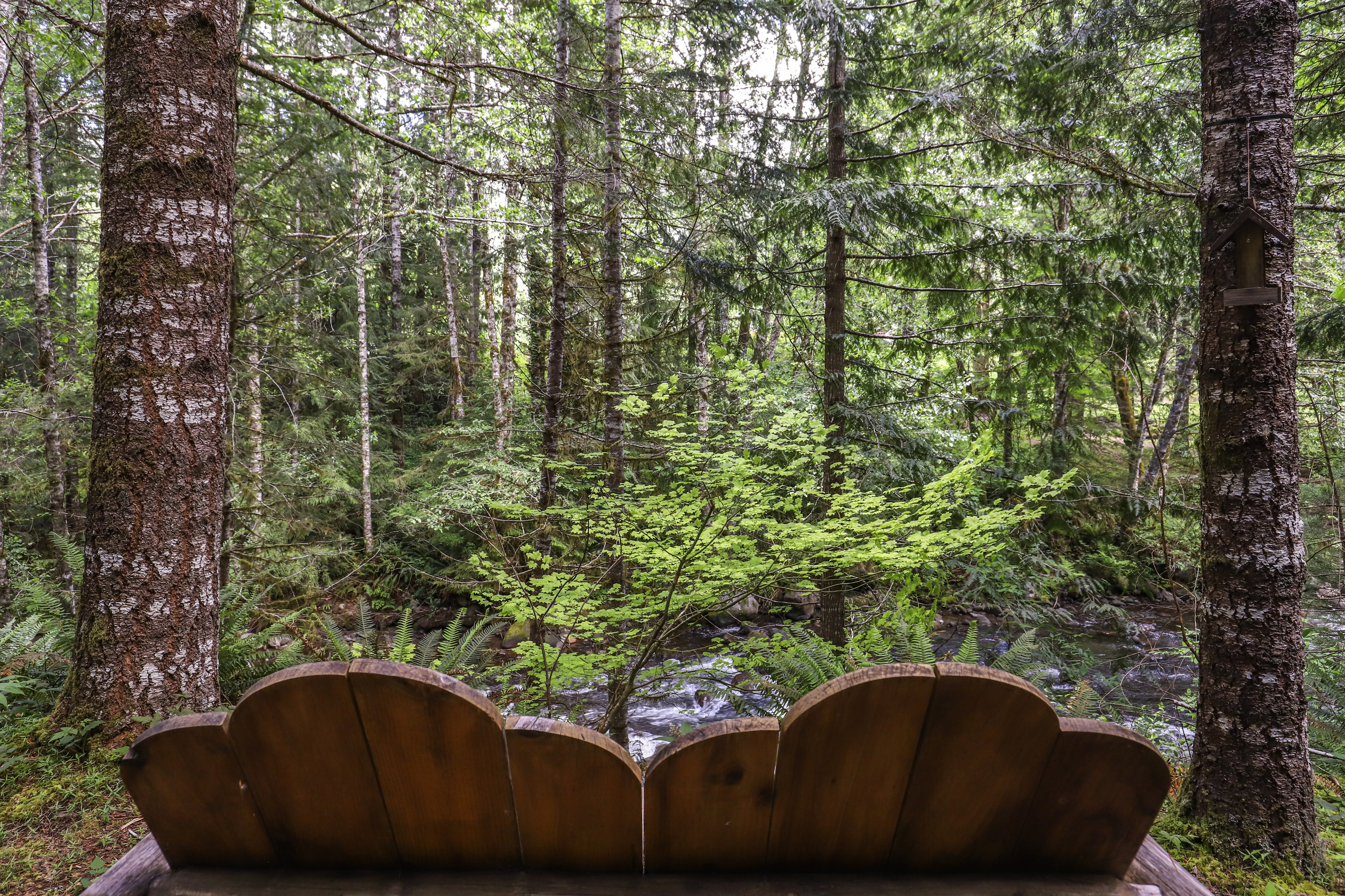 Bench at the End of a Short Path Overlooking Zig Zag River