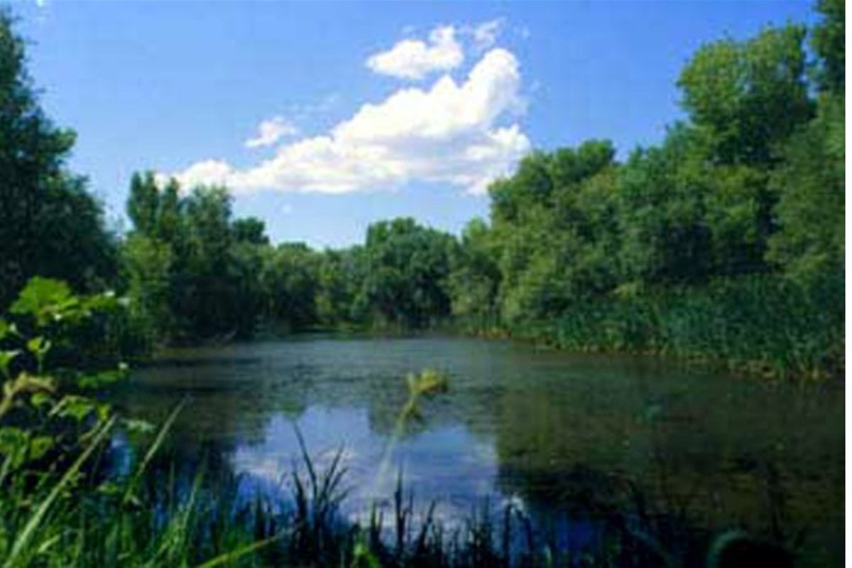 Watson Woods is a 125-acre riparian preserve with hiking trails, interpretive signs and wildlife viewing.
