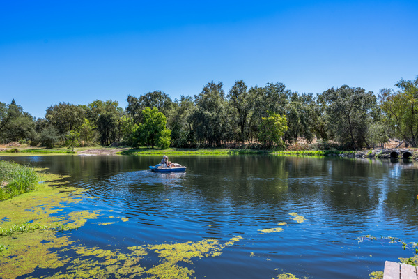 One acre pond hosts wildlife for your viewing