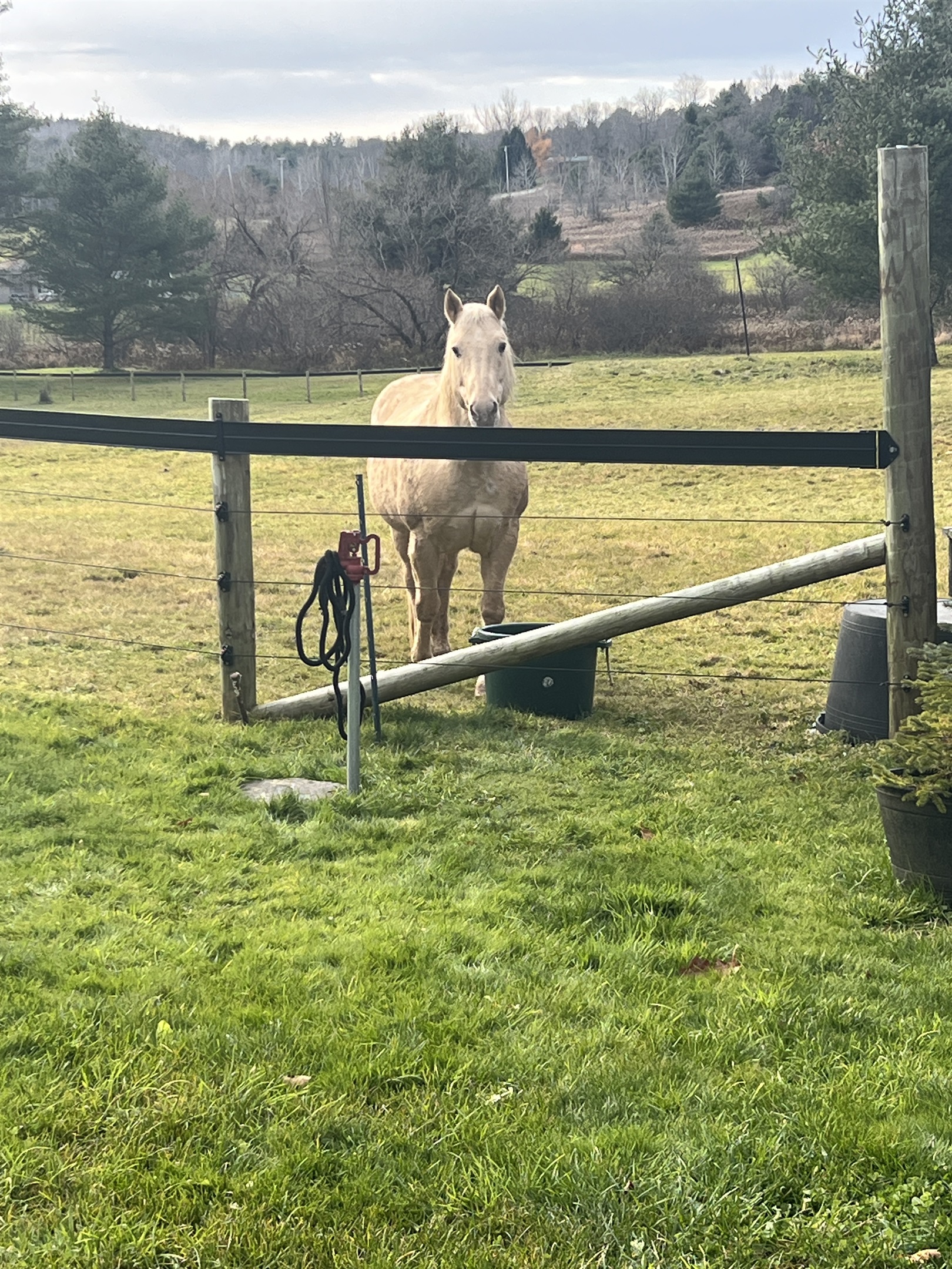 Horse Haven happy horse!