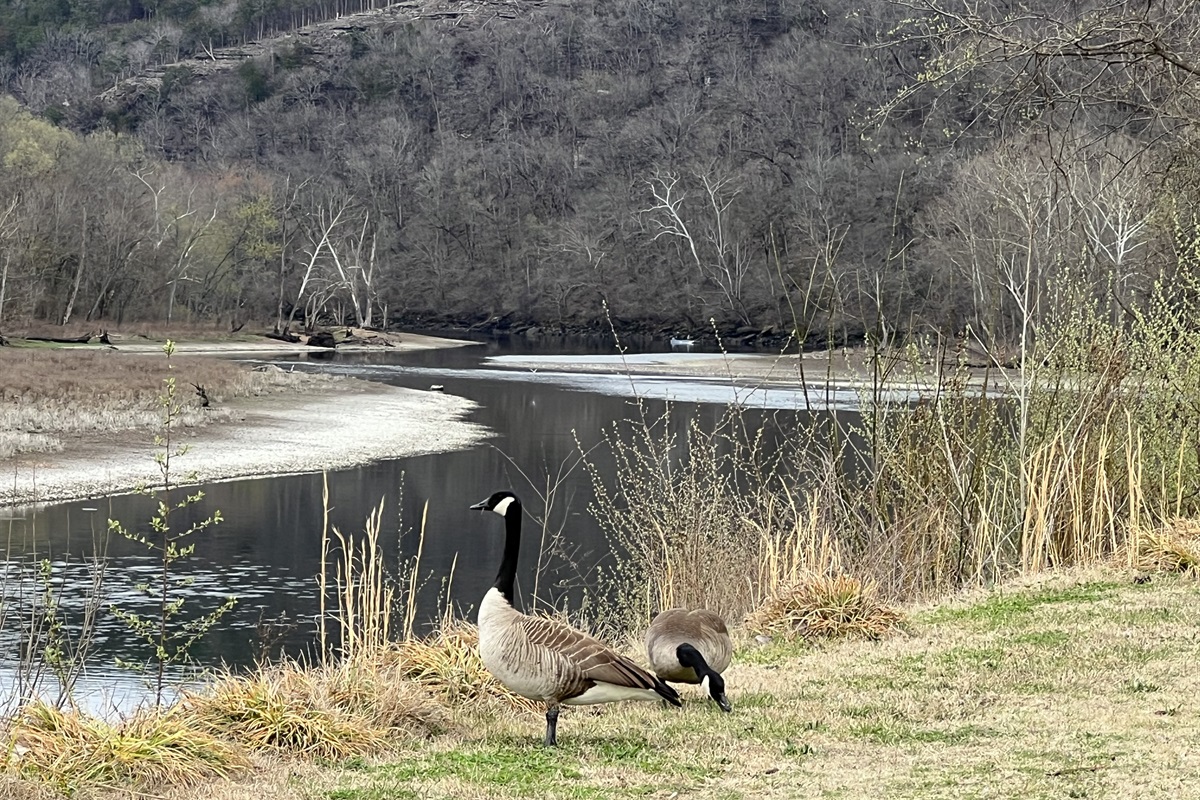 Beautiful nature along Taneycomo!