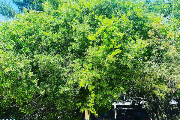 Tree canopy driveway provides a secluded, quiet treehouse feel to the home