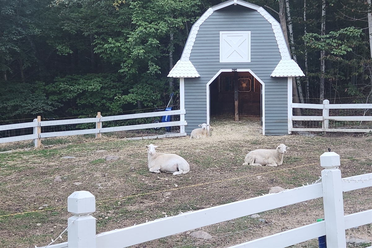 Sheep upon entrance to Nordic Village