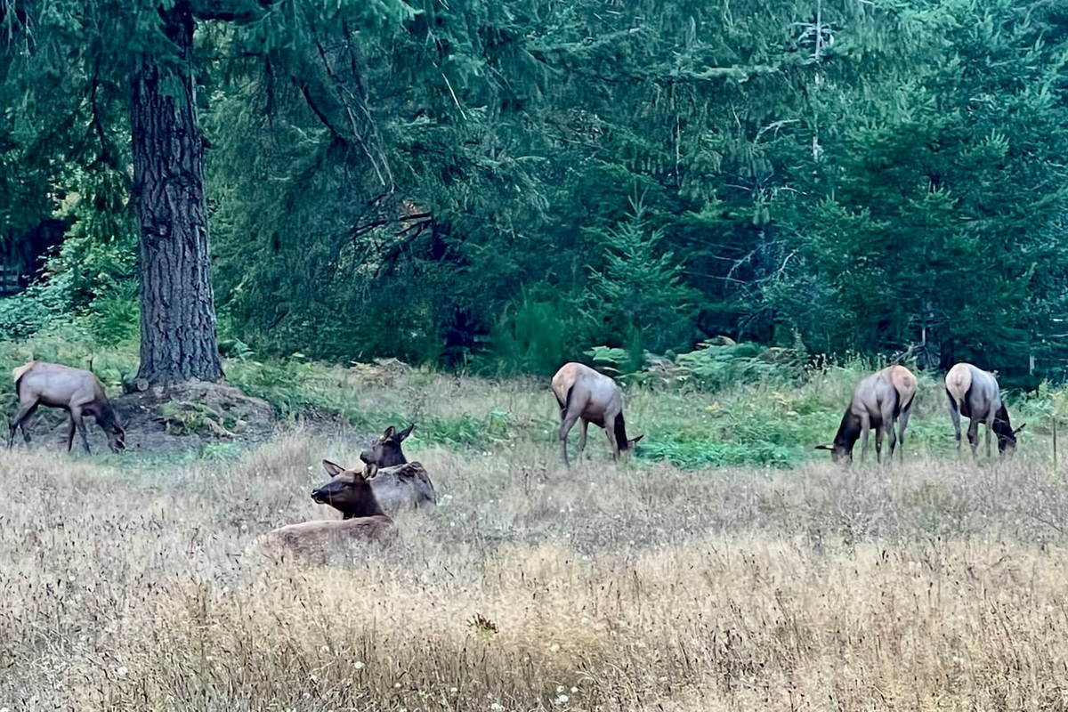Members of the local Elk herd. This photo was taken within walking distance from Bluebird Cabin.
