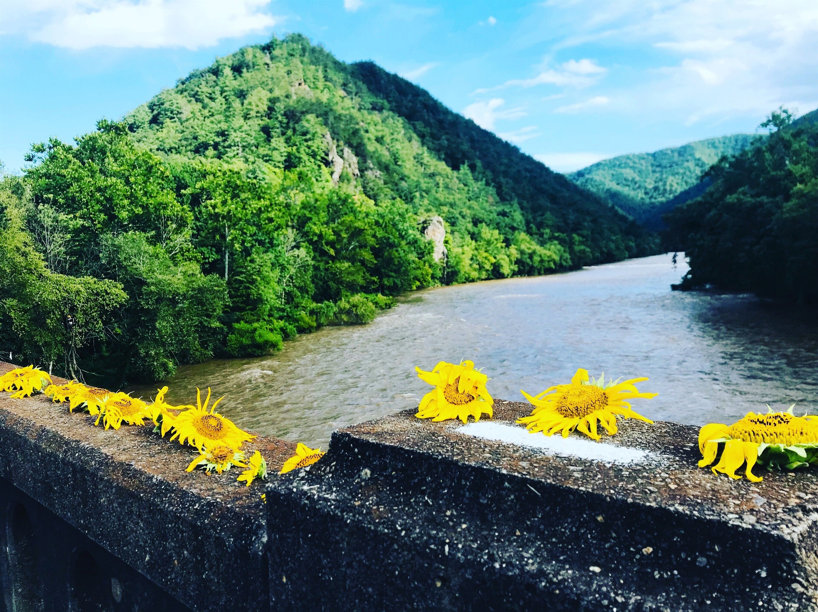 Lover's Leap Rock and French Broad River- walk from your cottage!