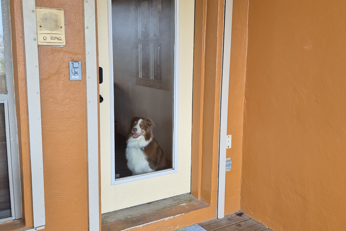 Welcome to Ginger's Mission to Mars where pups are welcome!