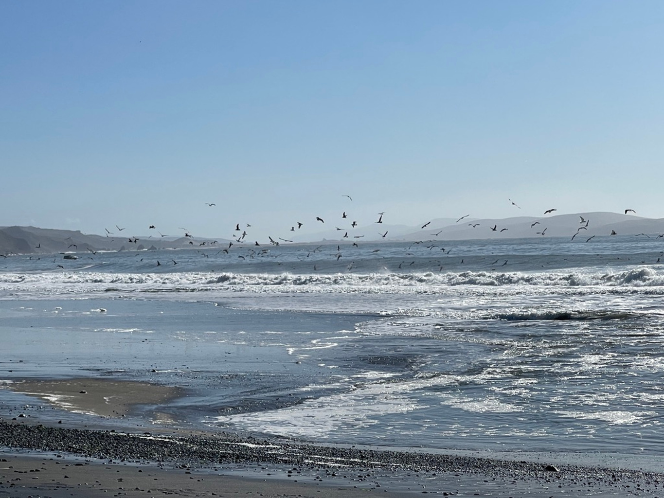Birds flying above the ocean waves
