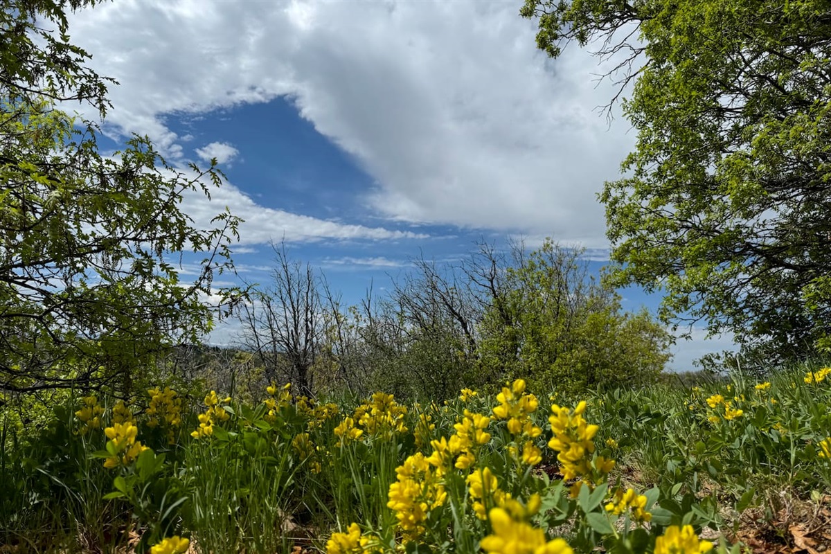 Beautiful wildflowers all over the property.