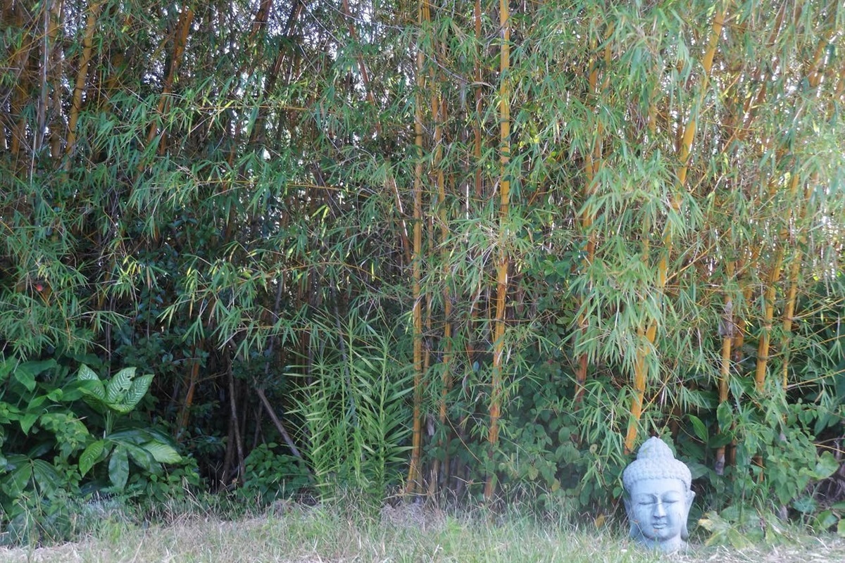 Mystical bamboo forest.