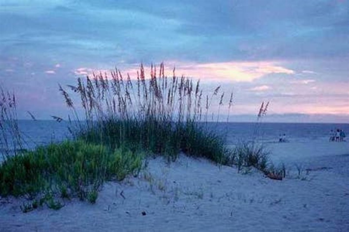 The sea oaks are a nice beach plant.