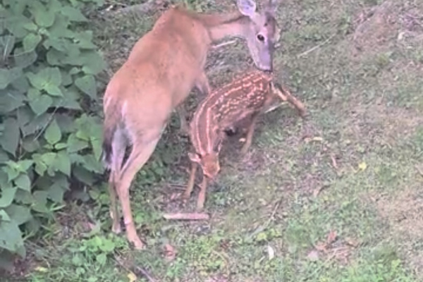 Thanks to Guest America for this pic of our Mama Deer with two babies who is living in our yard as of 6/27/26!