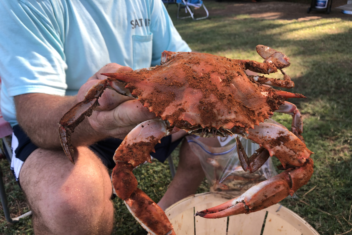 Chesapeake Bay Blue Crabs are caught right off the dock.