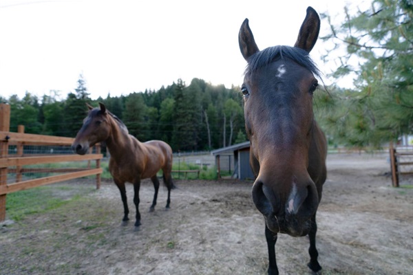 Our large fur babies. Amada and her daughter Lucia.